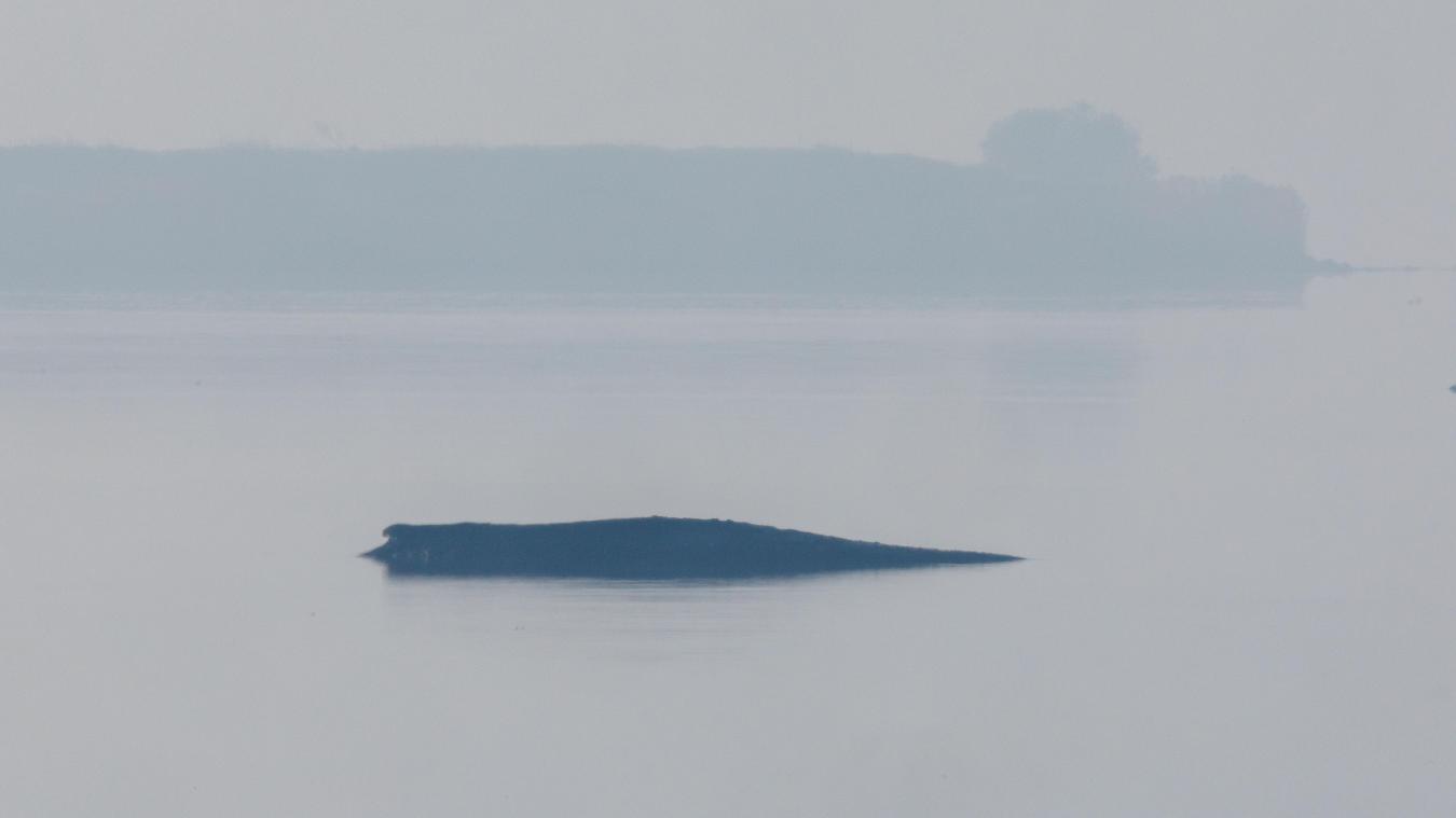<p>Der Buckelwal liegt am Morgen vor der Insel Poel.</p>