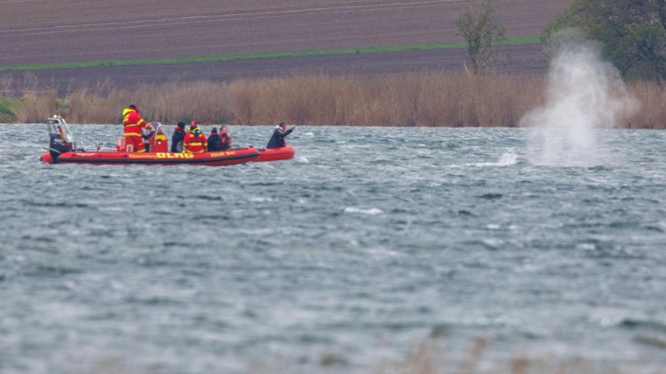 <p>Der Buckelwal vor der Insel Poel schwimmt frei, während Mitglieder der DLRG auf Booten in der Nähe des Wals zu sehen sind.</p>