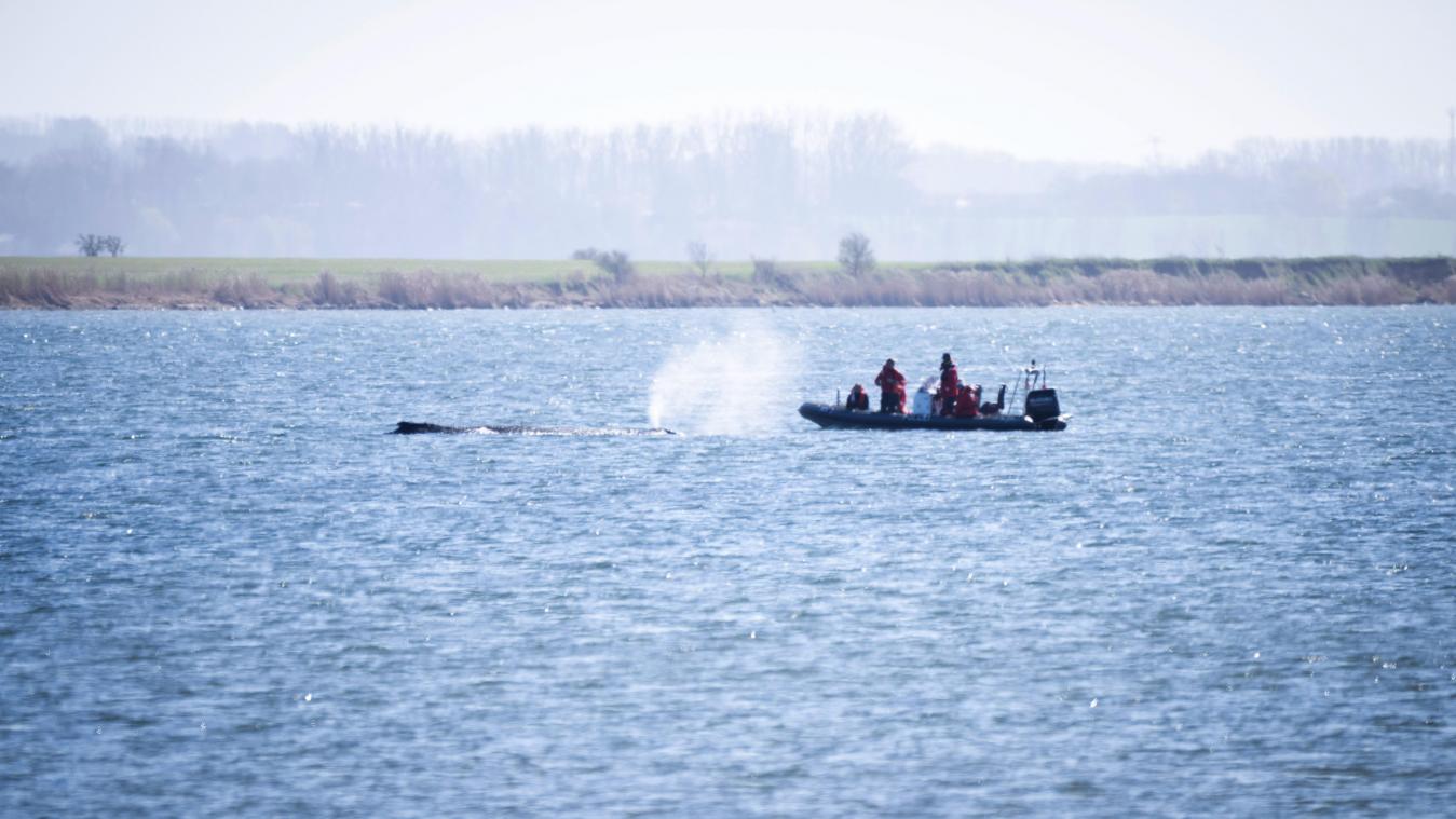 <p>Warten auf Transportkahn – oder schwimmt der Wal selbst los?</p>

