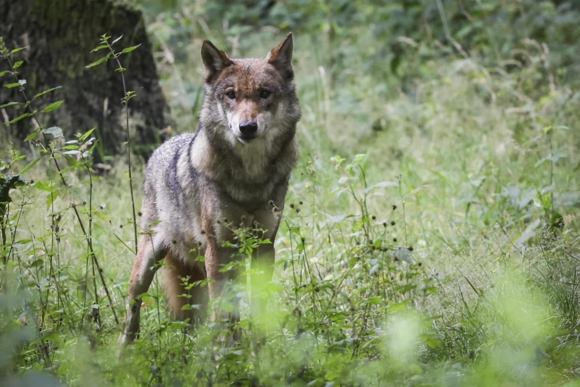 <p>Die Bergerie de la Grande Fange in Regné (Vielsalm) hat innerhalb von nur zwei Monaten 14 Schafe verloren. Eine Attacke geht gesichert auf das Konto eines Wolfes.</p>