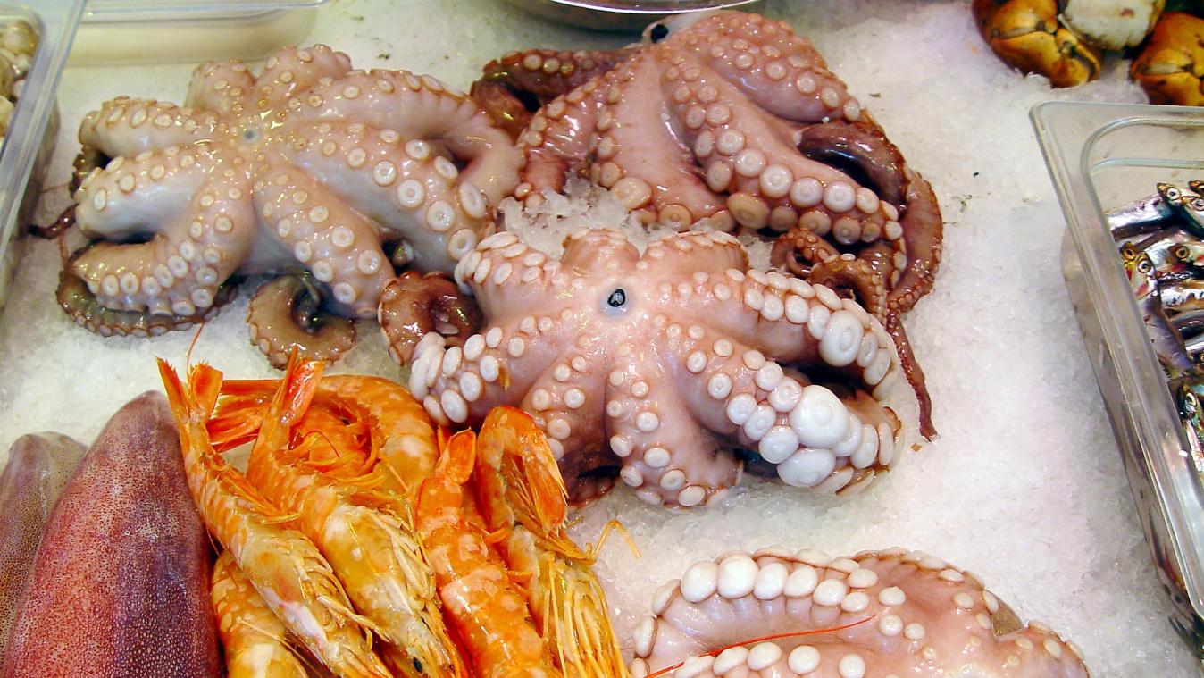 <p>Belgische Fischer holen immer mehr Kraken und Kalmare aus der Nordsee.</p>