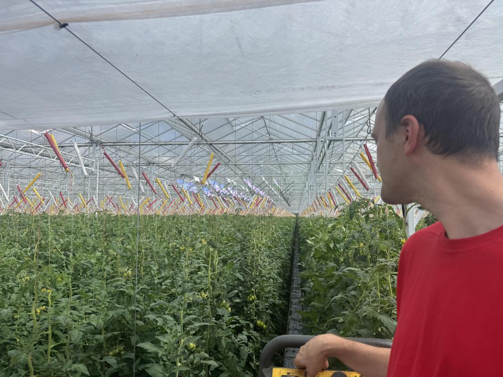<p>Im Gewächshaus von Tomato Masters in Deinze testen Tomatenzüchter innovative Solarpanels, die gleichzeitig Strom erzeugen und die Pflanzen vor übermäßiger Hitze schützen sollen.</p>