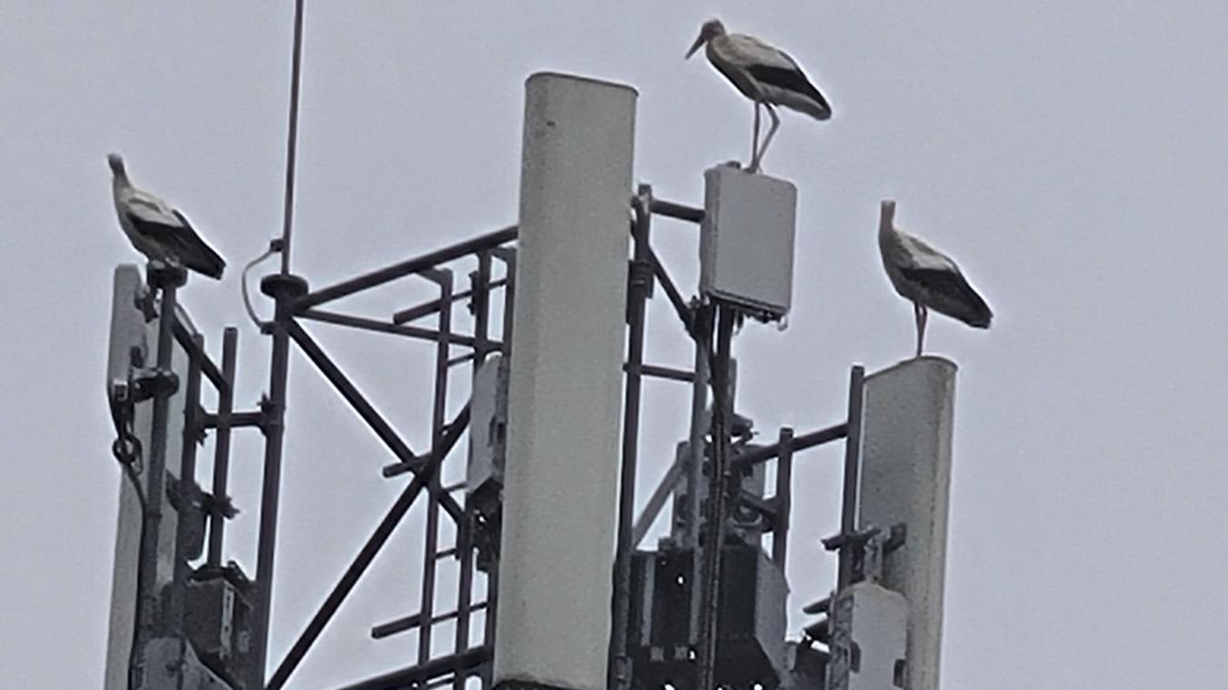 <p>Drei Störche legten am Mittwochmorgen auf einem Antennenmast nahe des Eupener Bahnhofs eine Rast ein. Leser Jules Schmitz entdeckte die Zugvögel zufällig von seinem Küchenfenster aus.</p>