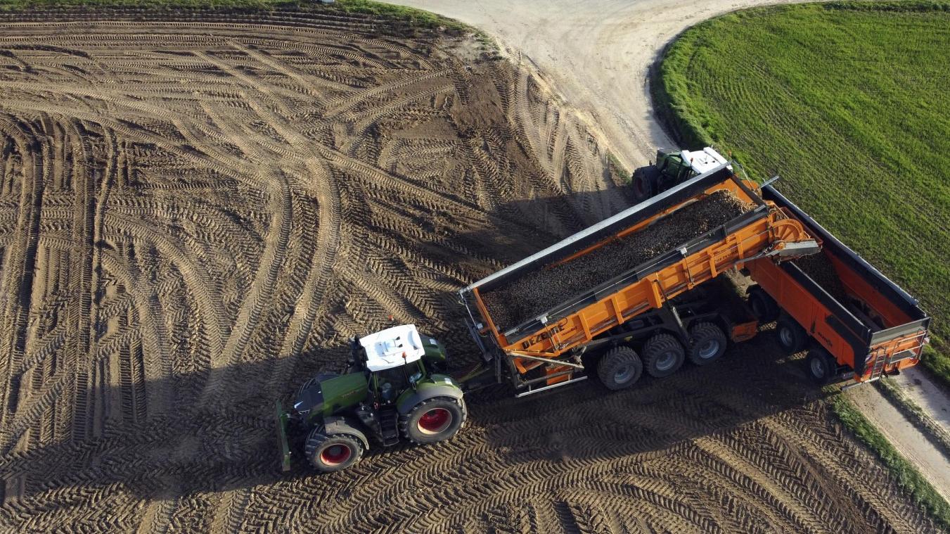 <p>Kartoffelernte bei Racour in der Gemeinde Lincent: Die Anbaufläche für Kartoffeln erreichte in Belgien 2025 einen Rekordstand seit 1980.</p>