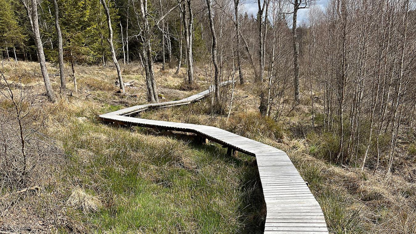 <p>Zu den landesweit sechs identifizierten Gebieten mit möglichem Rohstoffpotenzial zählt auch das Hill-Tal im Hohen Venn.</p>