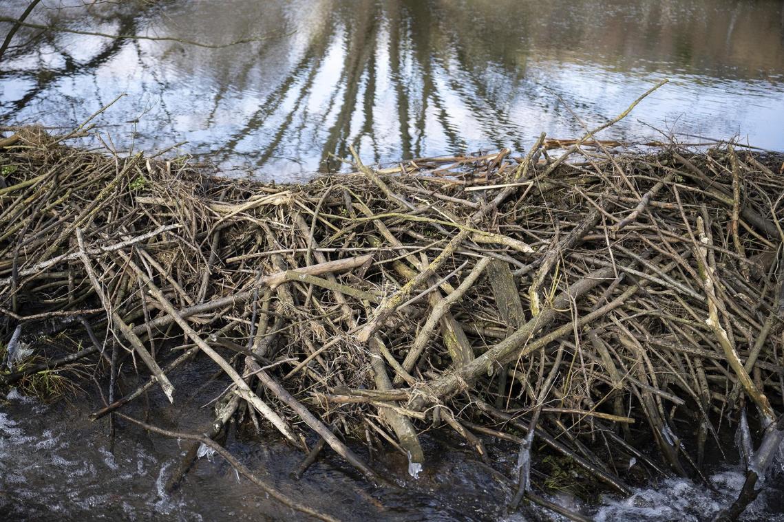 <p>„Als letztes Mittel“ sollen Biberdämme in der Provinz Luxemburg entfernt werden. Illustrationsfoto: dpa</p>