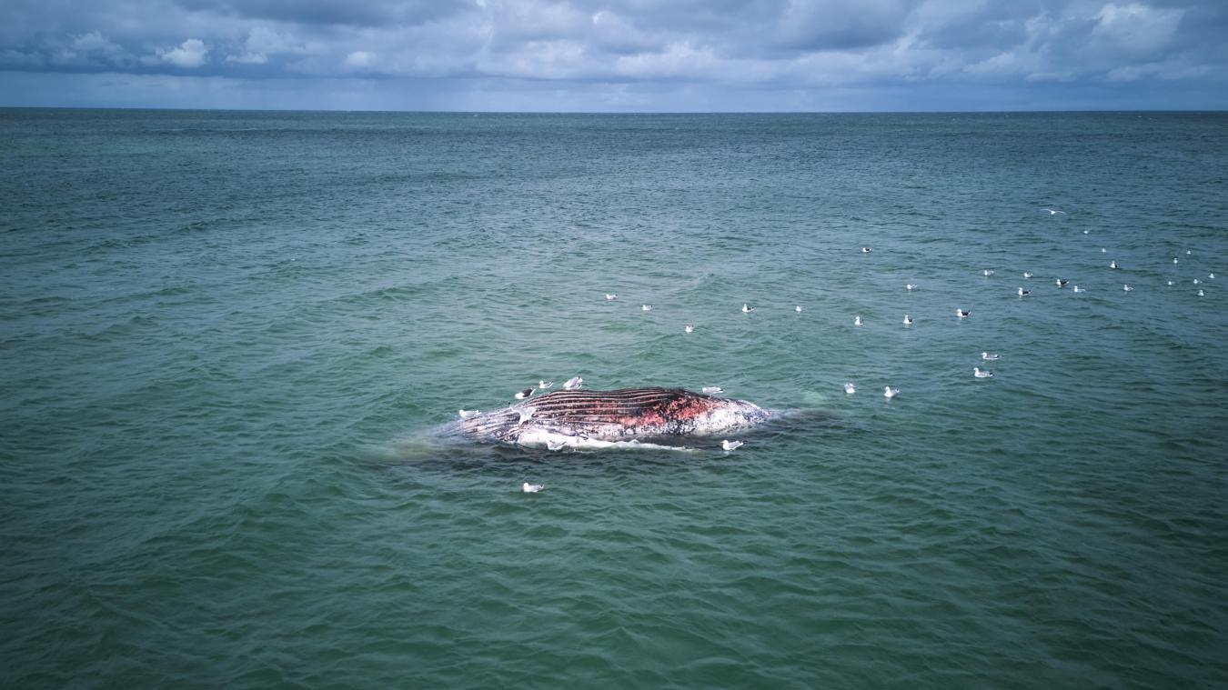 <p>Der tote Wal liegt vor der dänischen Insel Anholt.</p>