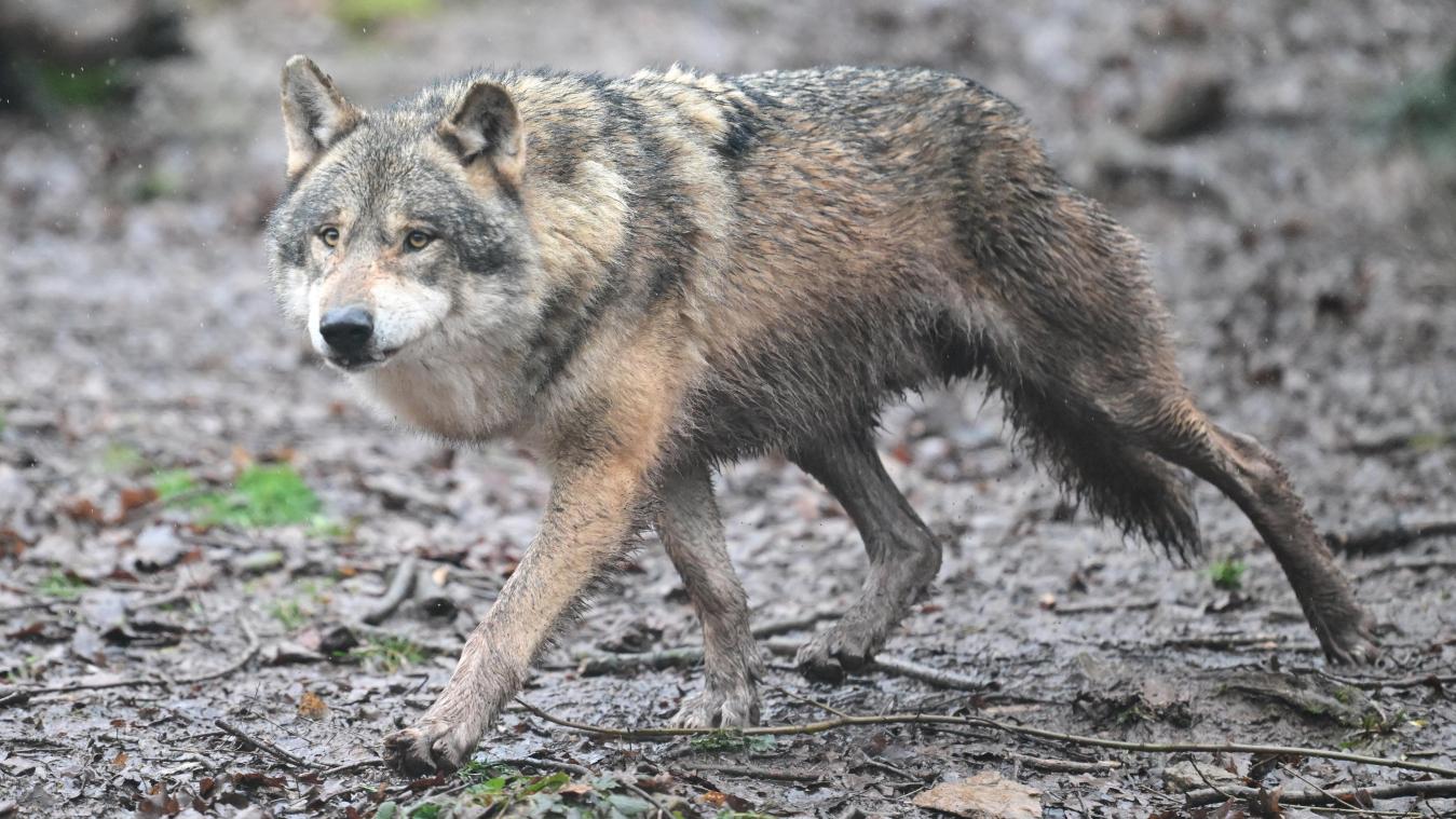 <p>DNA-Analysen bestätigen Wolfsangriffe in Vielsalm</p>