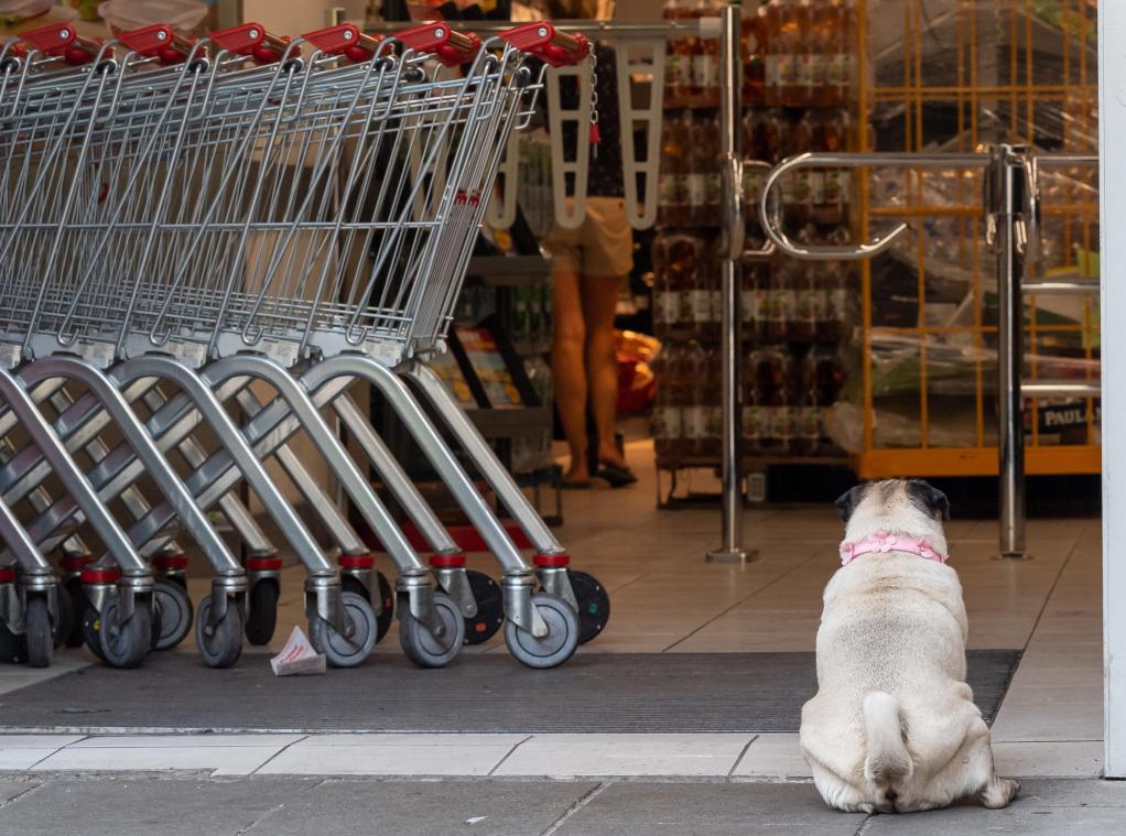 <p>„Dog-Friendly“-Logo soll Visé beleben</p>
