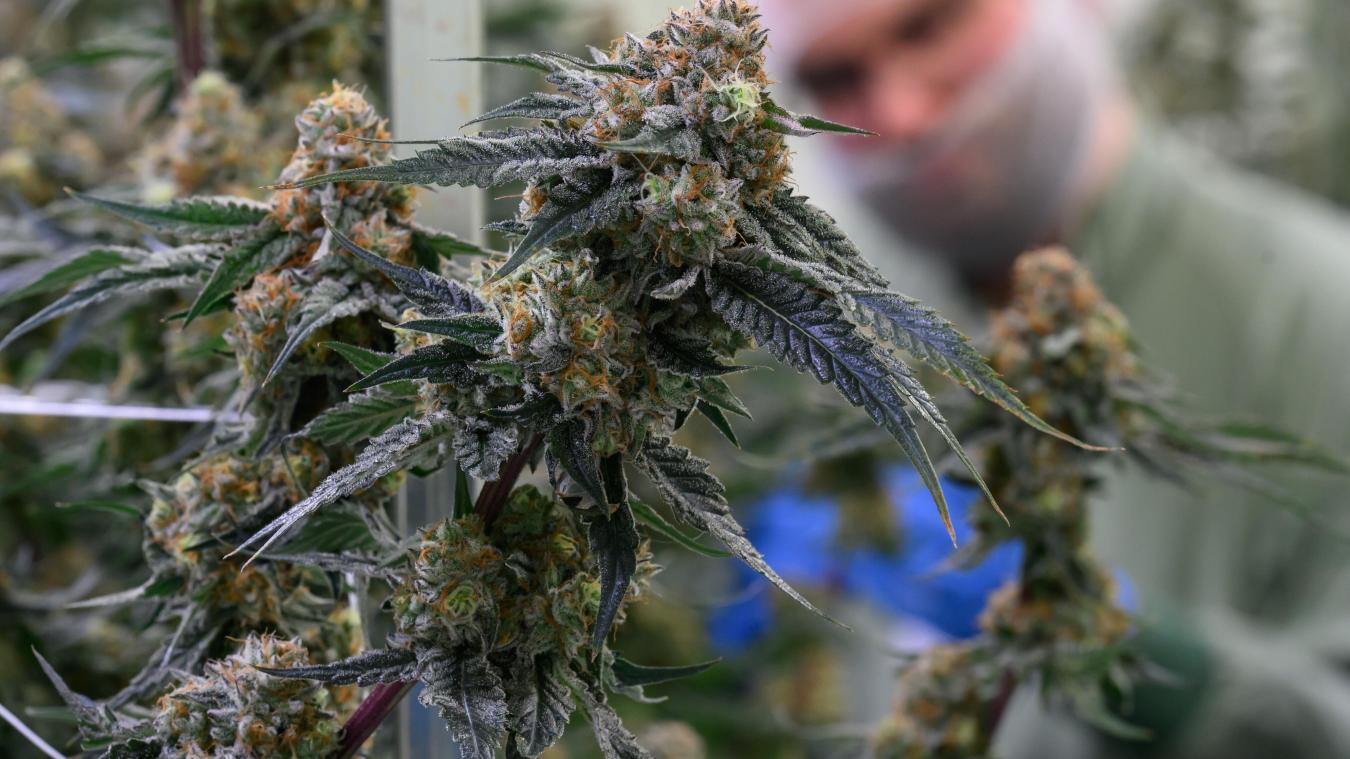 <p>Polizei und Suchthilfe beobachten, wie sich der Umgang mit Cannabis langsam verändert.</p>