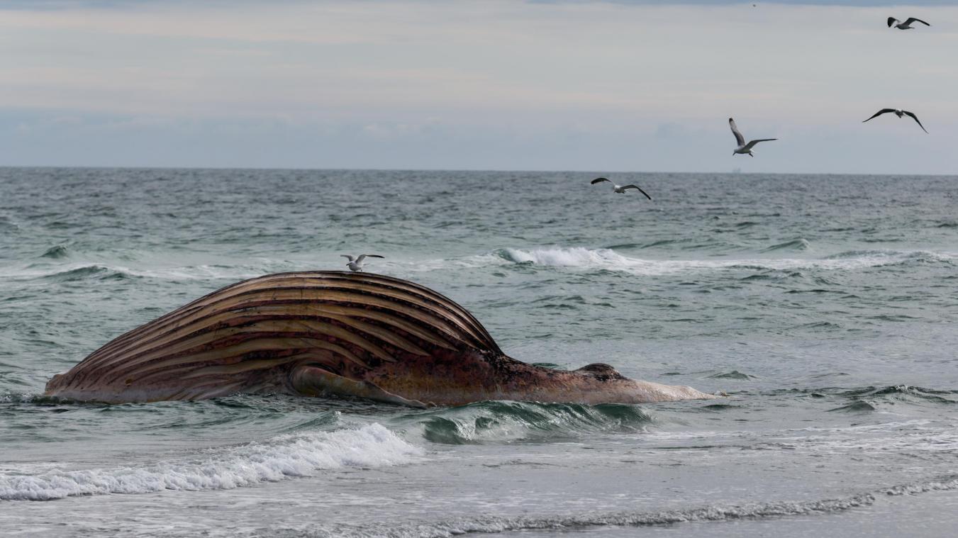 <p>Der tote Wal liegt aufgebläht vor der dänischen Insel Anholt.</p>