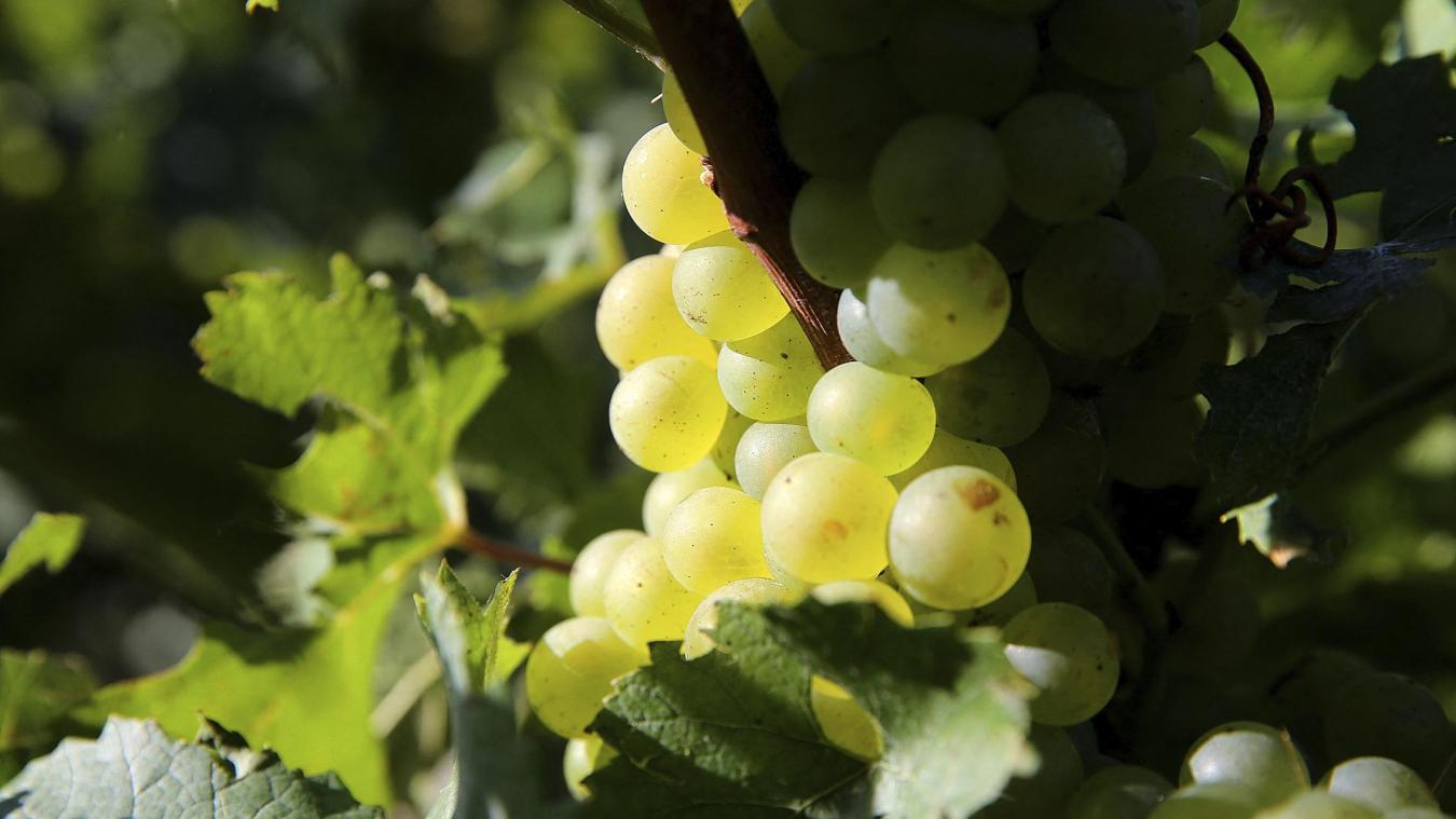 <p>Ob sich die neue Chardonnay-Variante langfristig durchsetzen wird, hängt jedoch maßgeblich von der Qualität der daraus erzeugten Weine ab.</p>