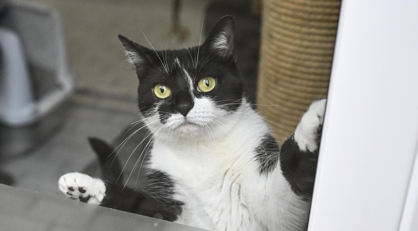 <p>Das Tierheim kämpft mit einem Defizit.</p>