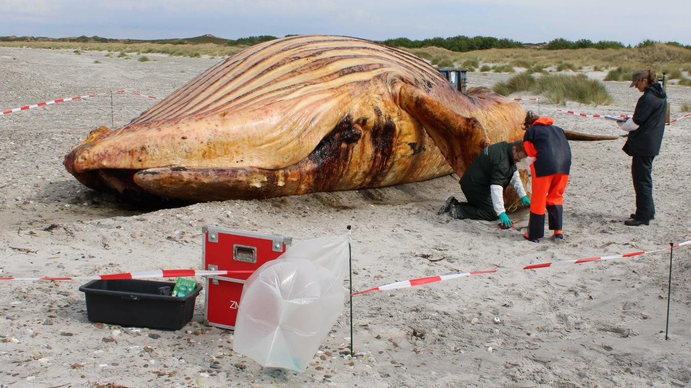 <p>Die Obduktion des als „Timmy“ bekannten Buckelwals am Strand der dänischen Insel Anholt hatte vor einigen Tagen begonnen.</p>