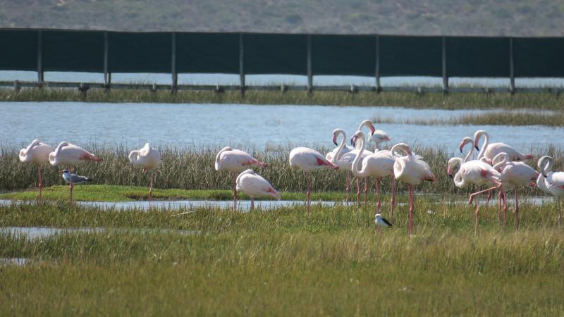 <p>Flamingos in freier Wildbahn – der West Coast National Park bietet Tierliebhabern faszinierende Ausblicke.</p>