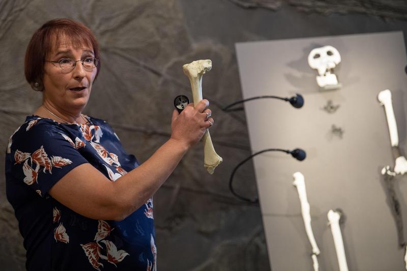 <p>Madelaine Böhme, Professorin für Paläoklimatologie an der Universität Tübingen, steht neben Knochen der bisher unbekannten Primatenart Danuvius guggenmosi.</p>
