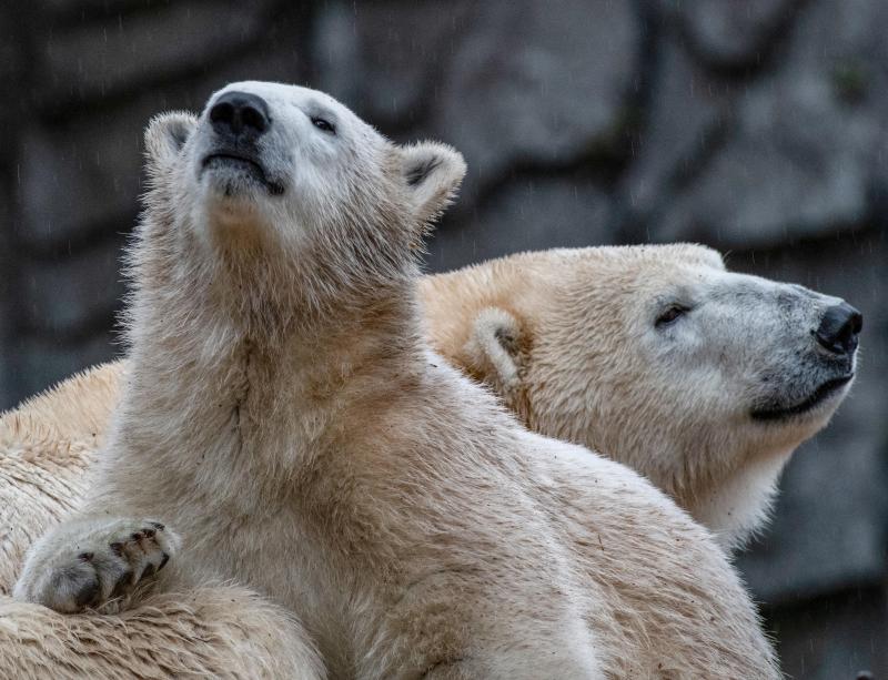 <p>Die Klimakrise bedroht die Eisbären.</p>