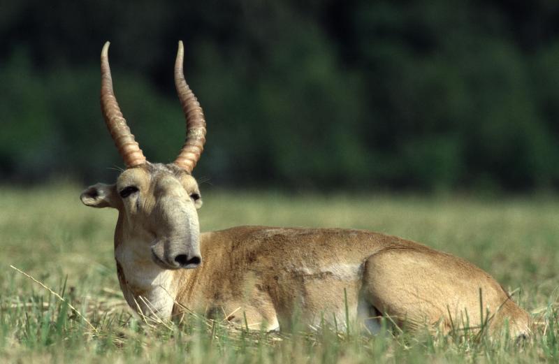 <p>Viele Saiga-Antilopen starben an den Folgen einer Seuche.</p>