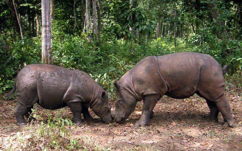 <p>2010: Zwei Sumatra-Nashörner in einem Tierpark in Indonesien.</p>