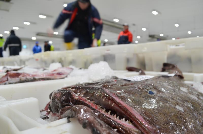 <p>Großbritannien, Peterhead: Gekühlte Fische liegen bei einer Auktion auf dem Fischmarkt in Plastikboxen.</p>