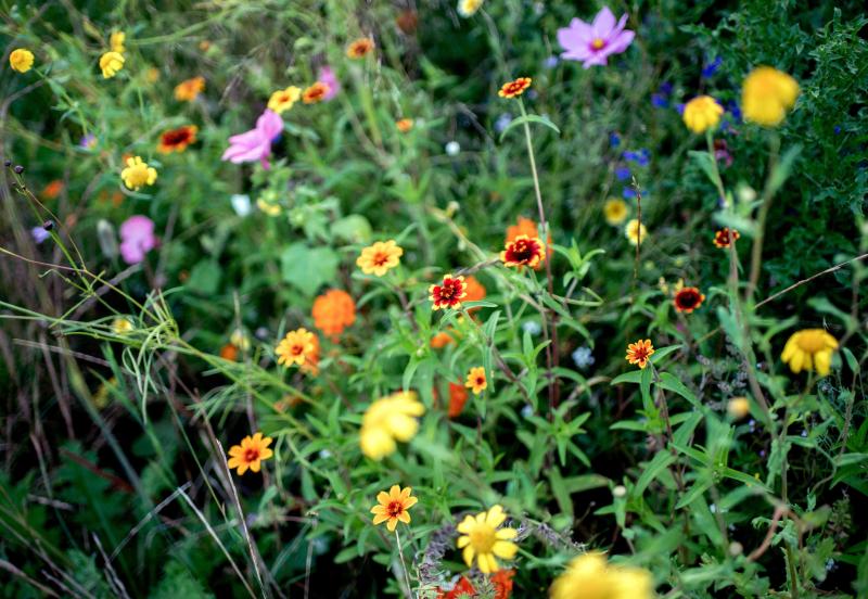<p>Blumen blühen auf einer Wiese, die für Wildblumen angelegt wurde. Ein Wildblumenbeet kann Insekten helfen.</p>