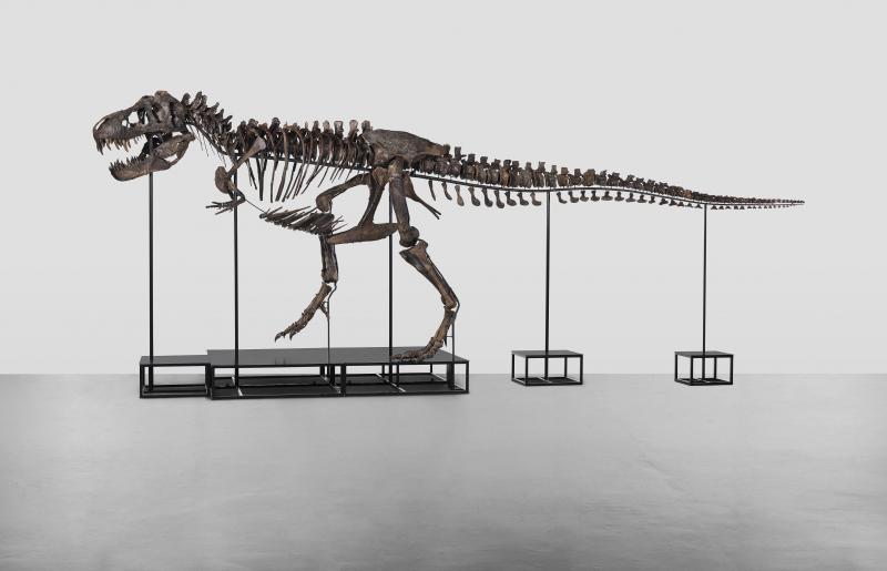 <p>Das Dinosaurier-Skelett misst 11,6 mal 3,9 Meter und ist aus drei Skeletten zusammengesetzt.</p>
