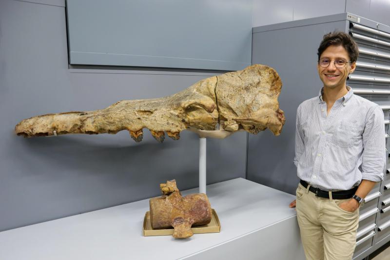 <p>Der Stuttgarter Paläontologe Eli Amson (34) steht im Staatlichen Museum für Naturkunde Stuttgart neben Knochenresten.</p>