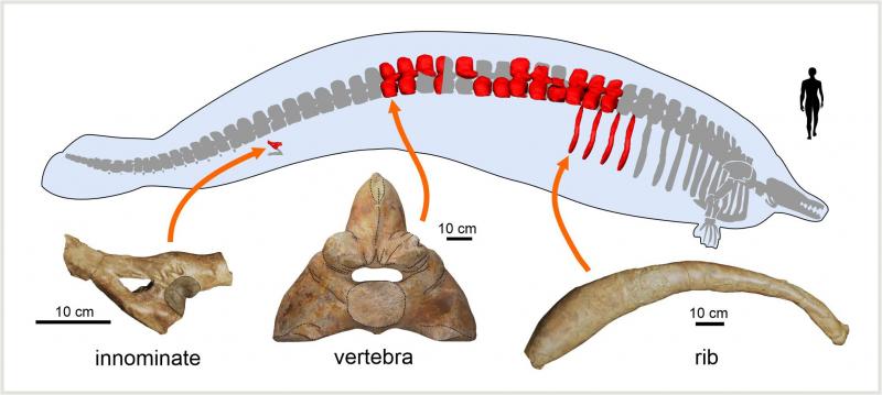 <p>Das Handout zeigt eine Darstellung von einem fossilen Skelett einer neuen Art der frühesten Wale (Perucetus colossus).</p>
