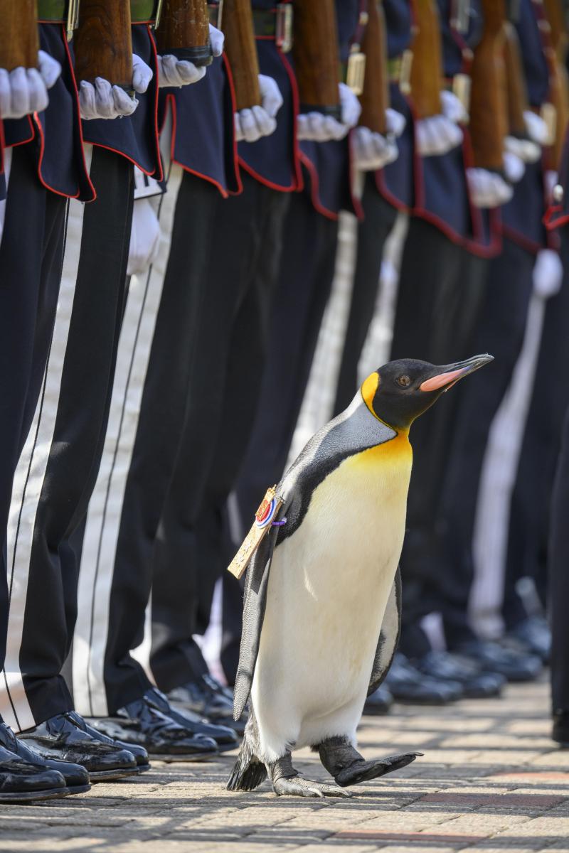 <p>Königspinguin Sir Nils Olav inspiziert eine Ehrengarde während der Zeremonie.</p>