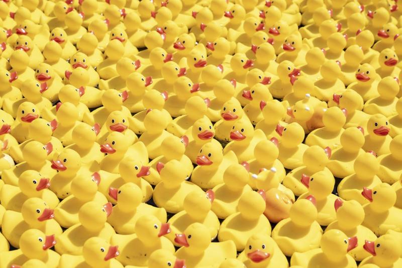 <p>Tausende gelbe Plastikenten warten vor dem Start des „Canamurois Challenge“ auf ihren Einsatz auf der Sambre in Namur. Mit der Benefizaktion sammelte der Rotary mehr als 30.000 Euro für soziale Projekte.</p>