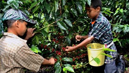 <p>Die Coffea Arabica ist die berühmteste Vertreterin ihrer Gattung: Mehr als drei Fünftel der weltweiten Kaffee-Ernte bestehen aus den Früchten dieser Art.</p>