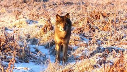 <p>Sehenswerte Bilder des Wolfs im Hohen Venn veröffentlicht</p>
