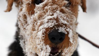 <p>Manche Hunderassen sind besser für den Schnee geeignet als andere. Dies liegt vor allem an der Dichte des Fells.</p>