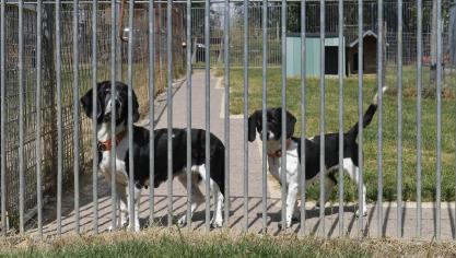 <p>Mini und Tara sind die Hunde, die am längsten im Tierheim leben. Auch für sie werden Paten gesucht.</p>