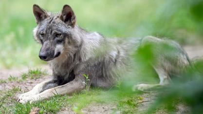 <p>Ob es sich bei dem in der vergangenen Woche nahe Lengeler beobachteten Raubtier um einen Wolf handelt, ist nicht erwiesen.</p>