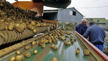 <p>Die Kartoffelanbauer haben ihre Produktion in den vergangenen Jahren immer wieder auf neue Sorten eingestellt. Die Nachfrage der Verbraucher nach hochwertigen Produkten nimmt zu.</p>