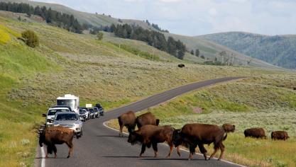 <p>Ansturm auf wilde Tiere und Geysire im Yellowstone Nationalpark</p>
