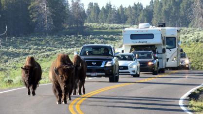 <p>Morgendlicher Stau im Hayden Valley: Bisonherden sorgen im Yellowstone-Nationalpark nicht selten für Stillstand auf den Straßen.</p>