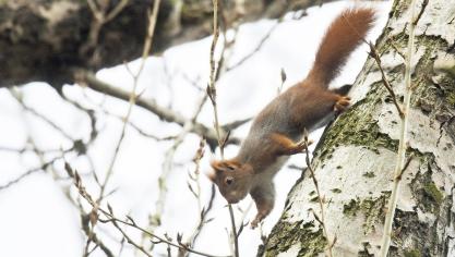 <p>Winterruher wie das Eichhörnchen nutzen ihre Wachzeiten, um auf Nahrungssuche zu gehen.</p>