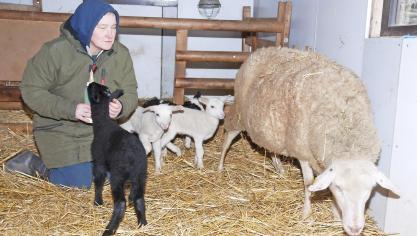 <p>Hobby-Schafszüchterin Andrea Barsuhn aus Merlscheid konnte es kaum glauben, dass Mutterschaf „Weiße Wolle“ gleich vier Lämmlein ganz allein auf die Welt gebracht hat.</p>