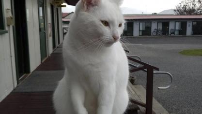 <p>Auf dem Campingplatz in Invercargill ist eine weiße Katze derzeit eines der wenigen anderen Lebewesen.</p>