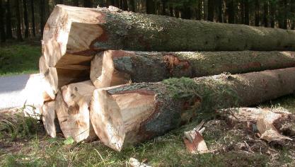 <p>Die schwindenden Einnahmen aus dem Holzverkauf belasten das Betriebsergebnis der Gemeinden.</p>