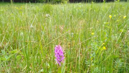 <p>Das gefleckte Knabenkraut, eine seltene Orchidee, ist im Großweberbachtal wieder heimisch geworden.</p>