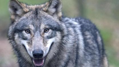 <p>Zwei Wölfe leben in der Wallonie. Von acht weiteren Tieren, die durch das Gebiet gezogen sind, wurden Spuren festgestellt.</p>