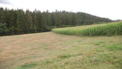 <p>Vor allem in der Gemeinde Burg-Reuland (wie hier in Lengeler) wo es seit März kaum geregnet hat, macht sich der vierte trockene Sommer in Folge nachhaltig in der Grünlandbewirtschaftung bemerkbar. Auch beim Maisanbau fällt der Ertrag unterschiedlich aus.</p>