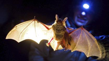 <p>In der Dämmerung machen sich die Gruppen mit Taschenlampen auf den Weg, um die Fledermäuse zu beobachten.</p>