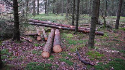 <p>Vor allem für schwaches und mittelstarkes Holz aus Durchforstungen konnten bei den jüngsten Holzverkäufen der Eifelgemeinden gute Preise erzielt werden.</p>