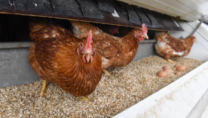 <p>Etwa 180 Eier produzieren die 199 Hühner im Mobil Nummer eins pro Tag. Nun ist ein zweites Mobil hinzugekommen.</p>