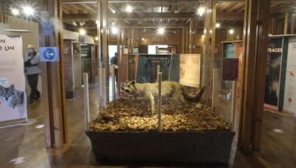 <p>Drei ausgestopfte Wölfe dienen als Blickfang in der Ausstellung. Sie stammen vom Naturzentrum Ternell bzw. vom Kgl. Institut für Naturwissenschaften.</p>