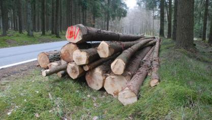 <p>Die weltweit extrem gestiegene Nachfrage nach Holz lässt auch in Ostbelgien den Preis des heimischen Rohstoffs deutlich ansteigen, wie gestern beim Holzverkauf aus den Staatsforsten in Malmedy deutlich wurde.</p>